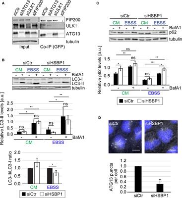 HSBP1 Is a Novel Interactor of FIP200 and ATG13 That Promotes Autophagy Initiation and Picornavirus Replication